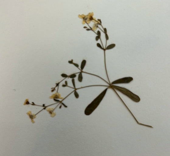 <p>Euphorbiaceae</p><p><em>Euphorbia</em></p>