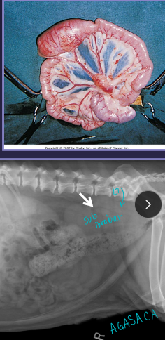 <ul><li><p><u>Palpable - when enlarged</u></p><ul><li><p>Maxillary, Accessory axillary, Cervical, Femoral, Retropharyngeal, <span style="color: red;"><u>Sublumbar (L7), Mesenteric</u></span></p></li></ul></li><li><p><span style="color: rgb(136, 136, 136);"><strong>Et:</strong></span> infection, inflam, neoplasia, systemic dx</p><ul><li><p><strong><u>Size does not correlate with disease</u></strong></p></li></ul></li><li><p><span style="color: rgb(136, 136, 136);"><strong>Cs: </strong></span></p><ul><li><p><strong>Painful: </strong>suppurative lymphadenitis → <u>infection</u></p></li><li><p><strong>Non-painful:</strong> lymphoid<u> neoplasia</u></p></li><li><p><strong>Fixed: </strong>metastatic <u>neoplasia, fungal</u></p></li><li><p><strong>Normal Palpable:</strong> Mandibular, superficial cervical, axillary (C), popliteal, superficial inguinal, tonsils (visible)</p></li><li><p><strong>Abnormal if Palpable: </strong>Maxillary, accessory axillary, cervical, femoral, retropharyngeal, <strong><u>sublumbar, mesenteric</u></strong></p></li></ul></li></ul><p></p>