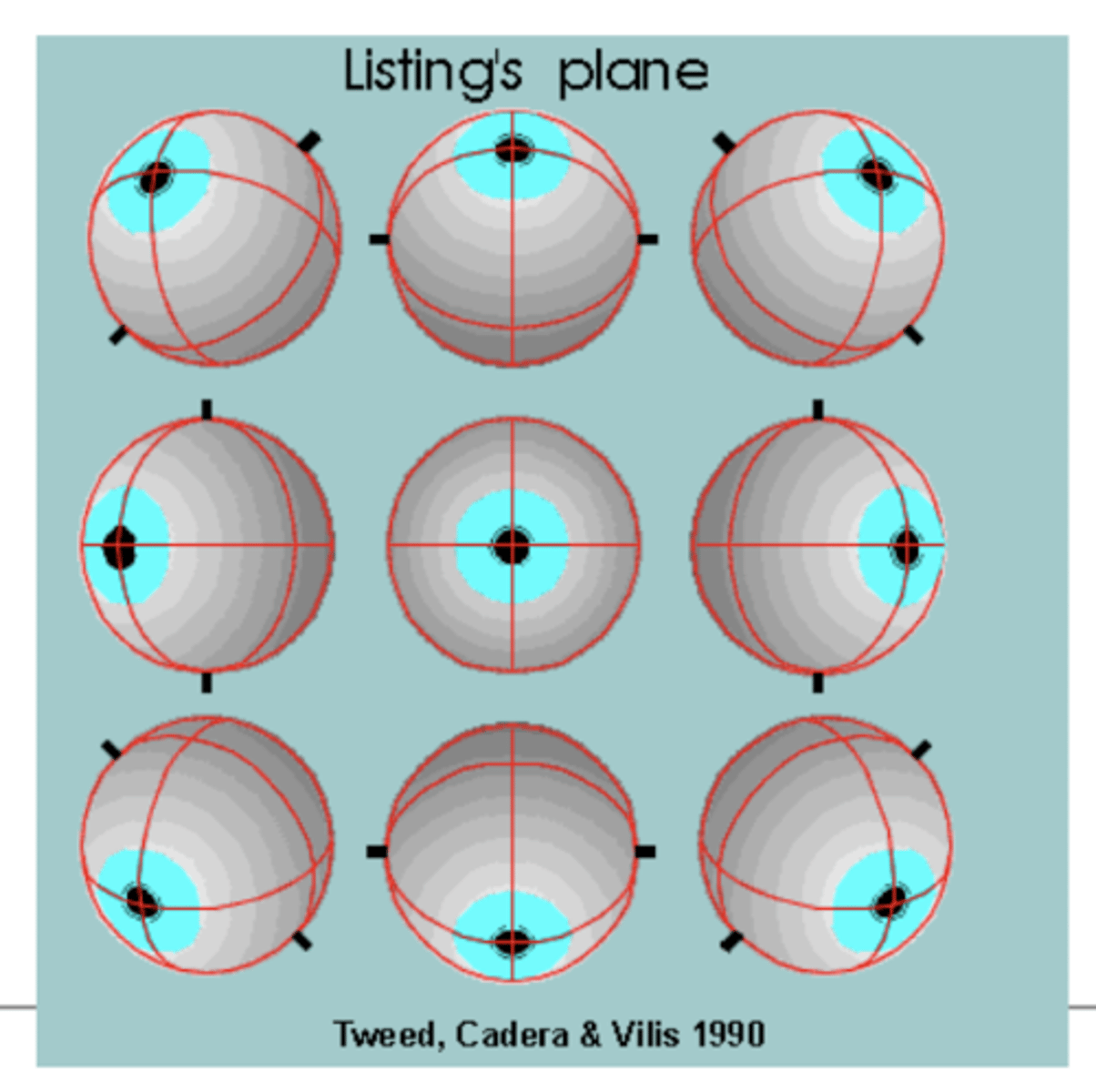 <p>any eye movement is equivalent to a single rotation about an axis in listing's plane</p><p>english - every eye movement has a predicted false torsion via listing's plane</p>