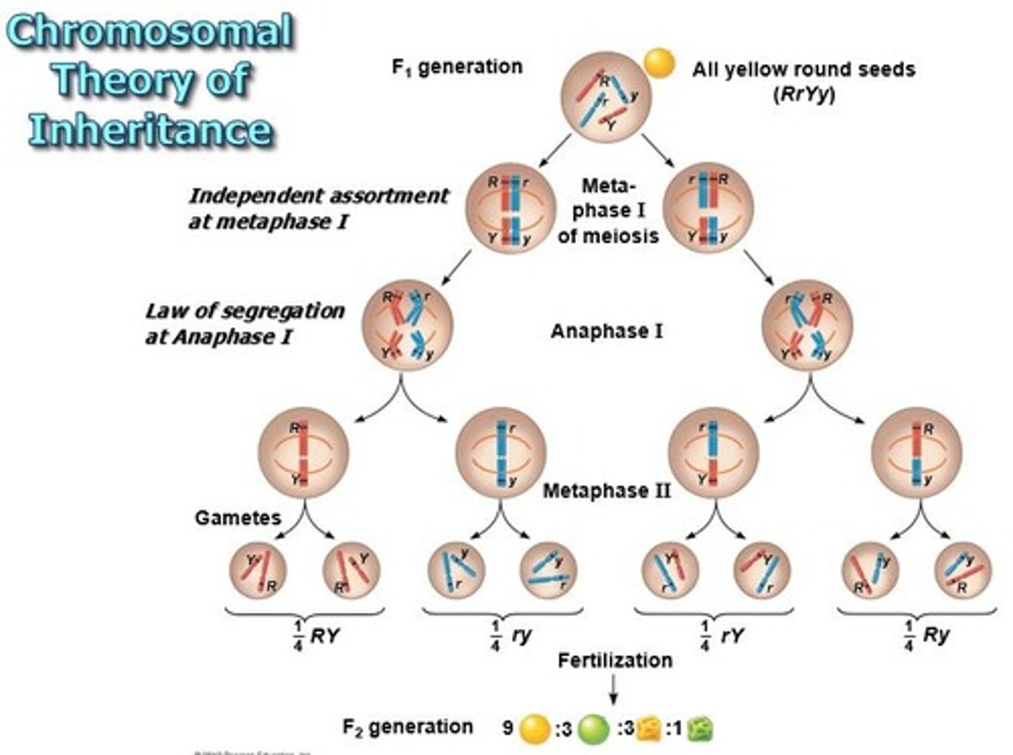 <p>-proposed by Sutton and Boveri</p><p>-asserted that the genes are located on chromosomes and inheritance patterns are determined by chromosome behavior during Meiosis</p>