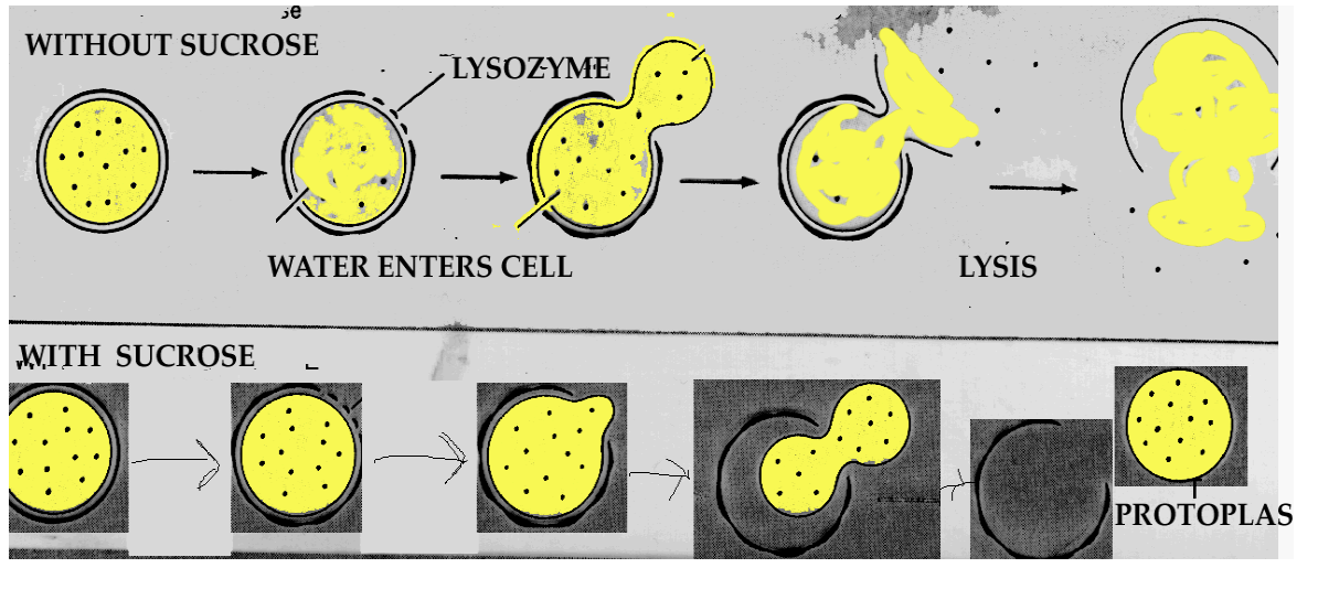 <p><span>complete loss of cell wall</span></p>