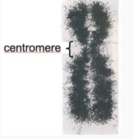 <p>This replicated chromosome contains which</p><p>A. two single-stranded DNA molecules.</p><p>B. one double-stranded DNA molecule.</p><p>C. two double-stranded DNA molecules.</p><p>D. many double-stranded DNA molecules.</p>