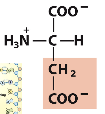 <p>Which amino acid is this?</p>