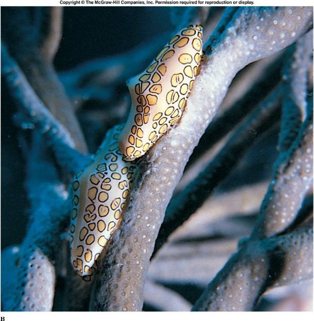 cowries