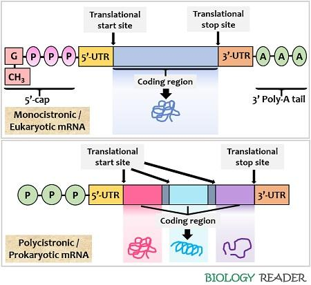 <ul><li><p><strong>prokaryotes </strong>don’t have <strong>membrane-bound nuclei</strong>, so transcription and translation can occur <strong>simultaneously</strong></p><ul><li><p>at the<strong> 5’ end</strong>, they just have a <strong>triphosphate purine </strong>nucleotide </p></li></ul></li><li><p><strong>eukaryotic </strong>mRNA has to be <strong>transported </strong>out of the nucleus, so it is modified in a more <strong>complicated </strong>way:</p><ul><li><p>a <strong>5’ cap</strong> is added (made from guanosine triphosphate, and involving the methylation of the first two bases)</p></li><li><p>at the <strong>3’ end </strong>a <strong>polyA tail</strong> is added (200-250 A nucleotides)</p></li><li><p><strong>introns </strong>are also removed by <strong>splicing</strong></p></li></ul></li></ul><p></p>