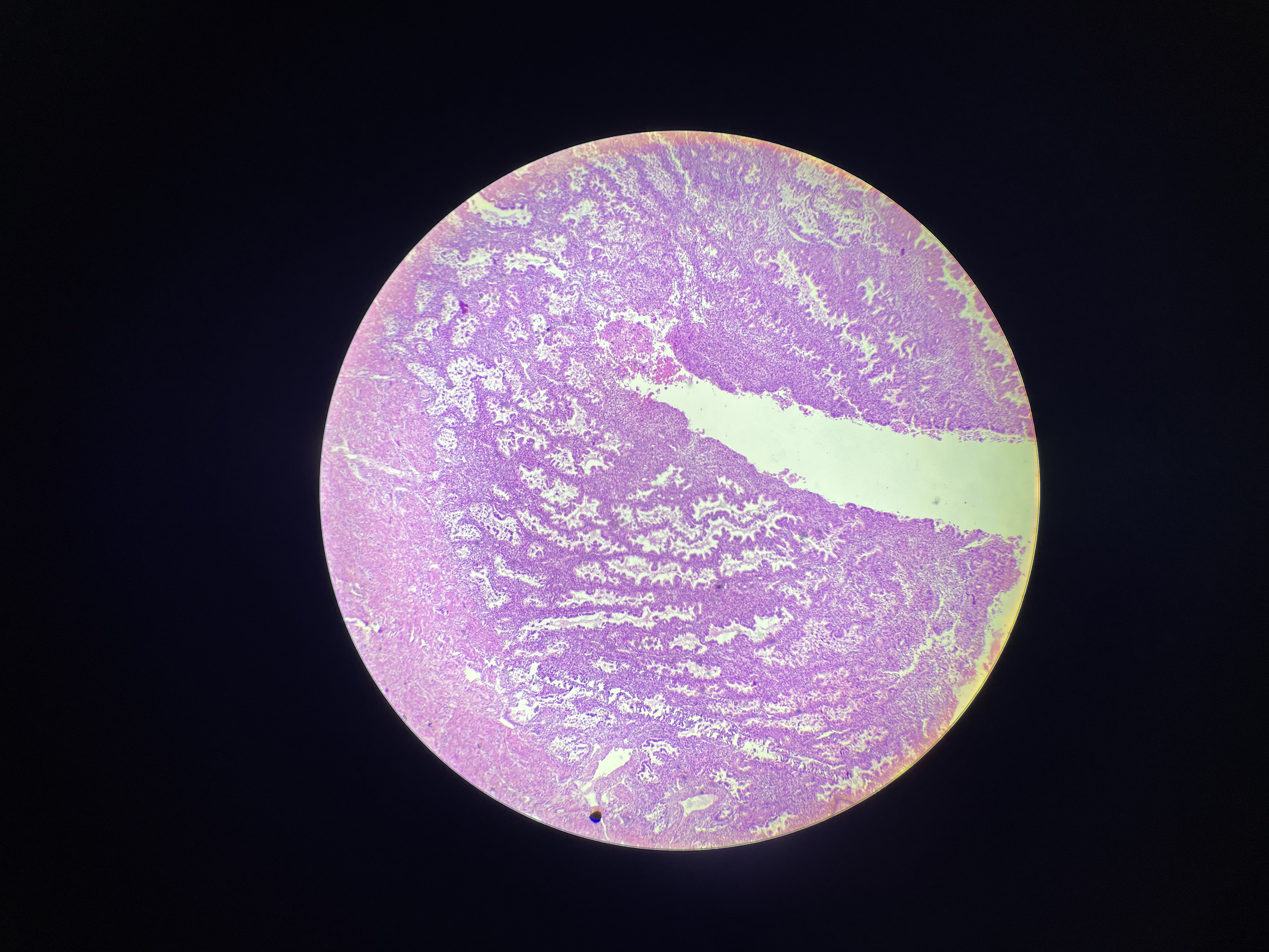 term image