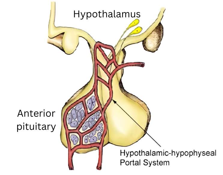 <p><span><span>The hypothalamus communicates with the </span></span><strong>anterior pituitary</strong><span><span> by secreting the releasing or inhibiting hormones into the portal system. The portal system is made up of small blood vessels that link the hypothalamus directly to the anterior pituitary. The hormones from the hypothalamus then travel through the portal system to the anterior pituitary to either stimulate or inhibit the release of pituitary hormones.</span></span></p>