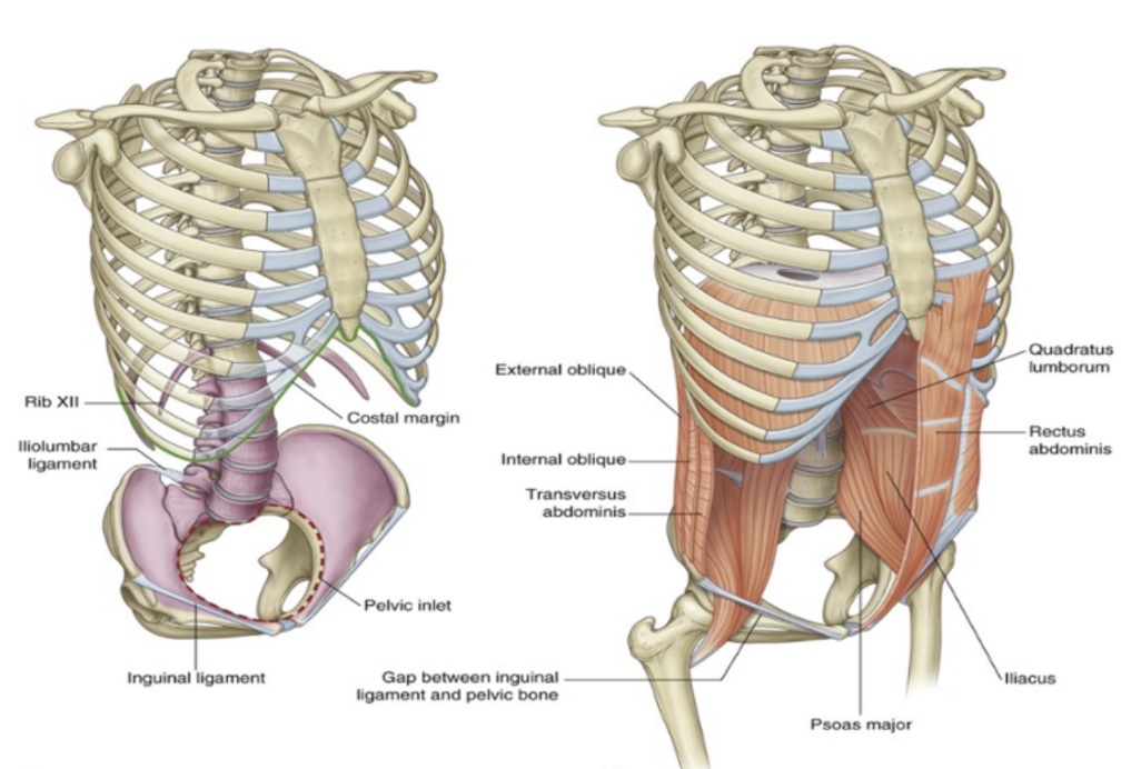 <p>The abdominal wall covers a large area.</p><ul><li><p>It is bounded superiorly by the xiphoid process and costal margins, posteriorly by the vertebral column, and inferiorly by the upper parts of the pelvic bones.</p></li><li><p>Its layers consist of skin, superficial fascia (subcutaneous tissue), muscles and their associated deep fascias, extraperitoneal fascia, and parietal peritoneum</p></li></ul>