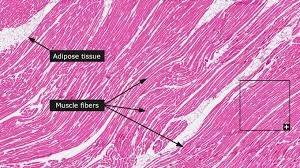 <p>veiny red/ steak</p>