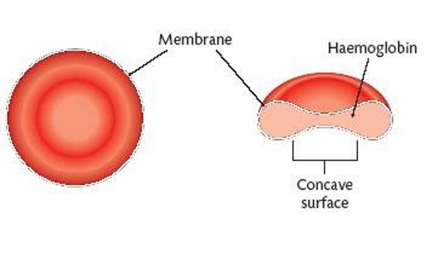 <p>(C) Both A and B</p><p>Each of the following are reasons Red Blood Cells do not have mitochondria:</p><p>(A) It can maximize how much of the Red Blood Cell's Volume is devoted to Hemoglobin .</p><p>(B) It can prevent Red Blood Cells from using the oxygen that they are supposed to carry to oxygen-depleted tissues.</p>