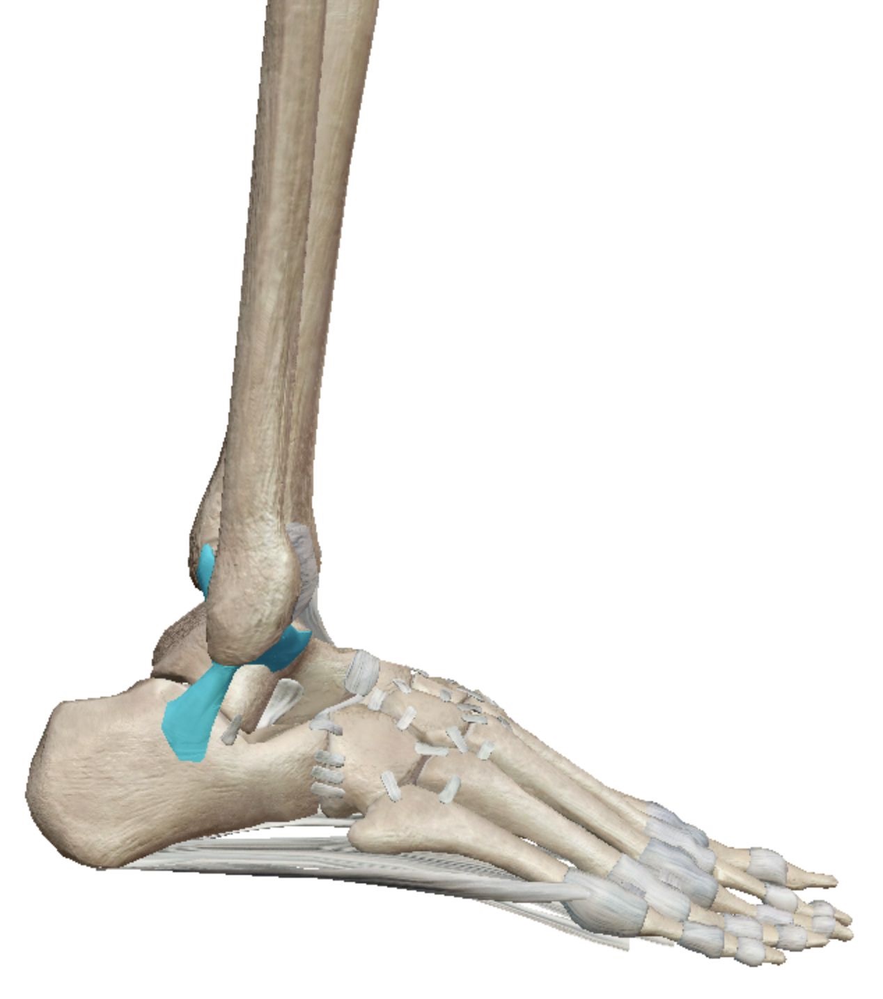 <p>Ligaments of the ankle</p>