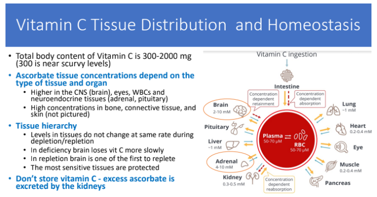 <p>excreted by the kidney</p>