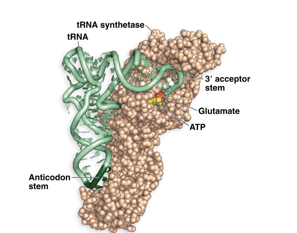 <p>enzymes that recognize the anticodon and correct (cognate) AA and then attach this AA to the tRNA</p>