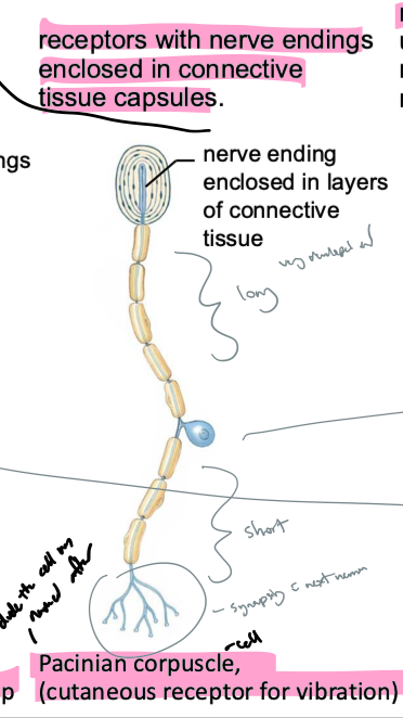 <p>pacinian corpuscles (pacinian = dude the cells are named after, corpuscles = cell)</p><ul><li><p>sense vibration</p></li></ul><p></p>