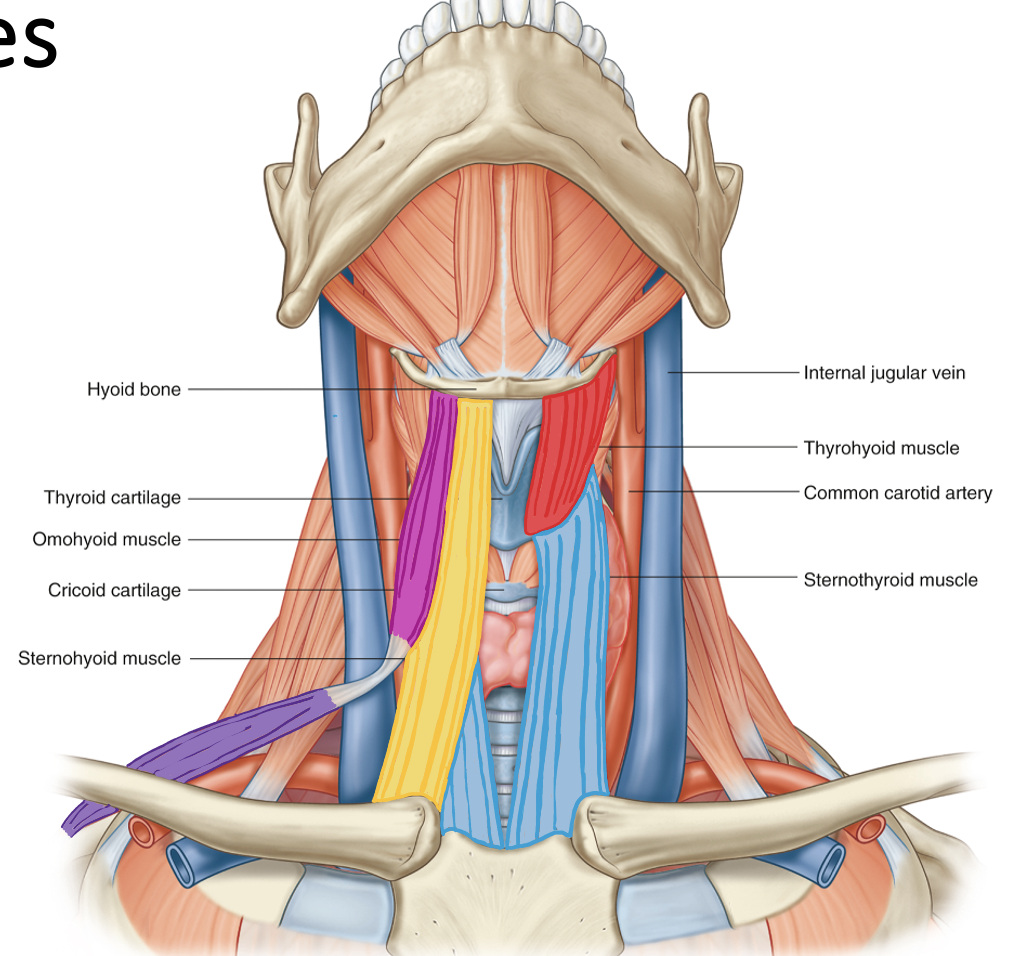 <p>Action and innervation of Sternohyoid Muscle</p>