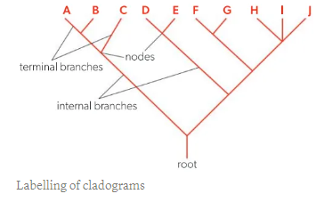<ul><li><p>Cladogram is a tree diagram with a number of branches</p></li><li><p><strong>Root</strong> → Base of a cladogram</p></li><li><p><strong>Node </strong>→ Branching points that represent hypothetical common ancestor </p></li><li><p><strong>Terminal Branch </strong>→ Ends that represent individual clades </p></li></ul><p></p>