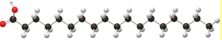<p>Name of Fat</p>