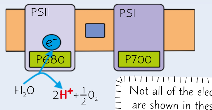 <ul><li><p>As the excited electrons from chlorophyll leave PSII to move along the electrons transport chain, they must be replaced.</p></li><li><p>Light energy splits water into protons, electrons and oxygen.( O2 in photosynthesis comes from water). Called Photolysis.</p></li><li><p>REACTION:H2O → 2H+ +0.5O2</p></li></ul>