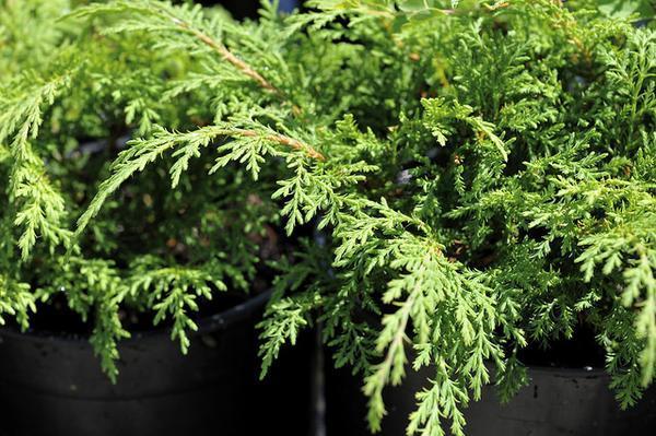 <p>extremely hardy</p><p>cedar-like foliage that turns purple/brown </p><p>grows very wide and is new to landscape designs </p><p>could get spider mites</p>