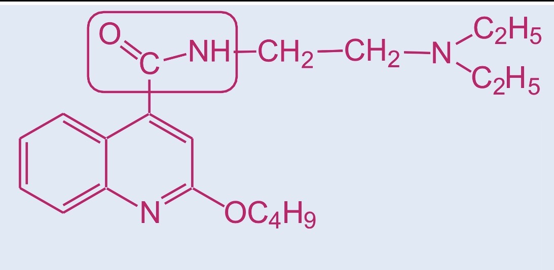 <p>Struttura AMMINOAMIDICA:</p><ul><li><p>porzione aromatica —>CHINOLINA</p></li><li><p>Porzione protonabile—>DIETILAMMINA</p></li><li><p>Funzione ammidica —> maggiore resistenza all’idrolisi</p></li></ul><p>Molecola con maggiore proprietà anestetiche della procaina ma più tossica</p><p></p>
