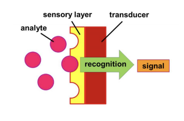 <ul><li><p>Biosensors are analytical devices that combine a biological detecting elements with a transducer to produce a signal</p></li><li><p>Sensor is very specific for analyte</p></li></ul><p></p>