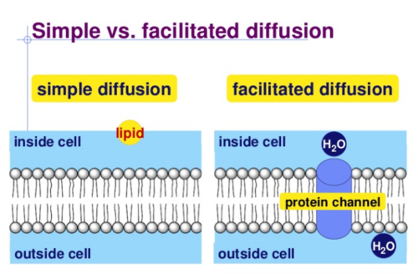 <p>diffusion: rate is dependant on strength of concentration gradient</p><p>facilitated: rate is dependant on carrier saturation, not just gradient. transport only moves select amount per time</p>