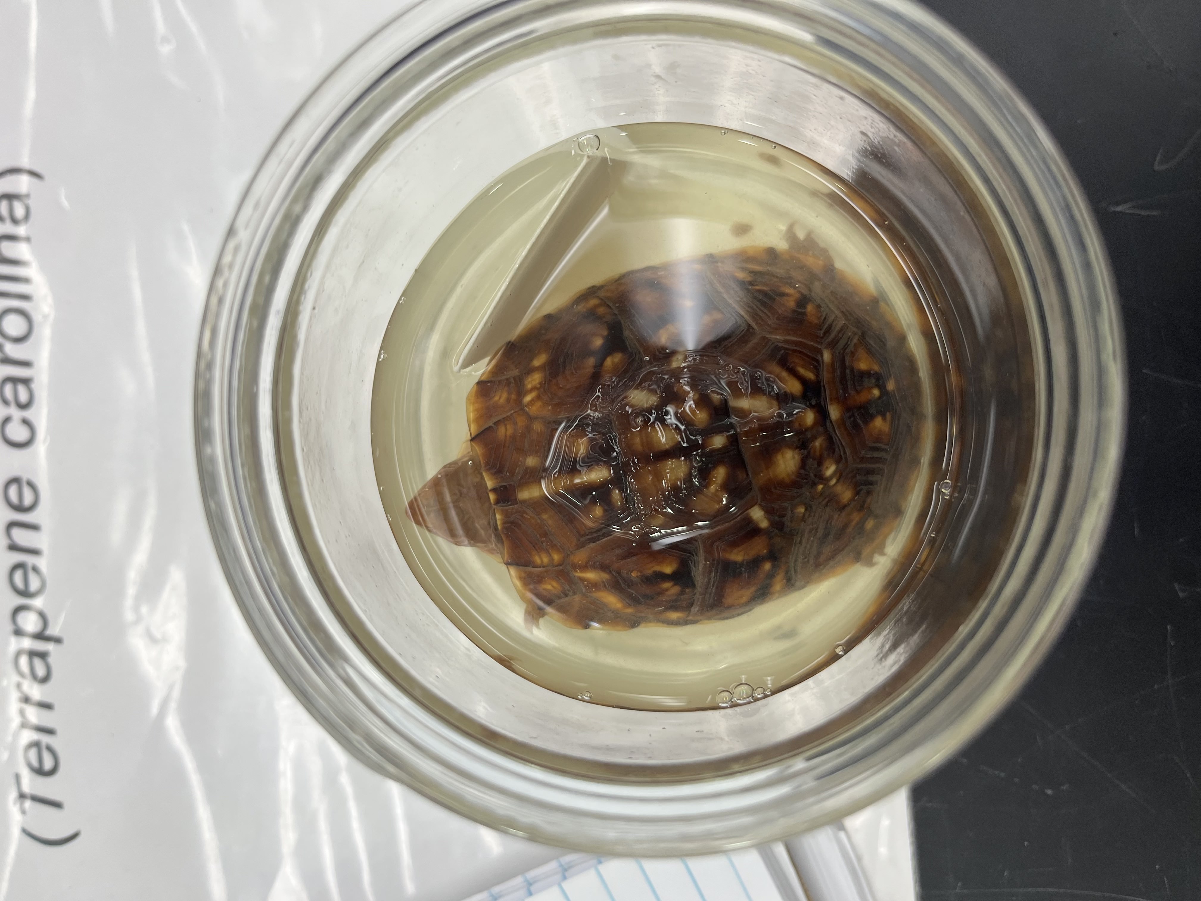 <ul><li><p>small</p></li><li><p>random fleckes of white on dark brown shell</p></li><li><p>pointed head</p></li></ul><p></p>