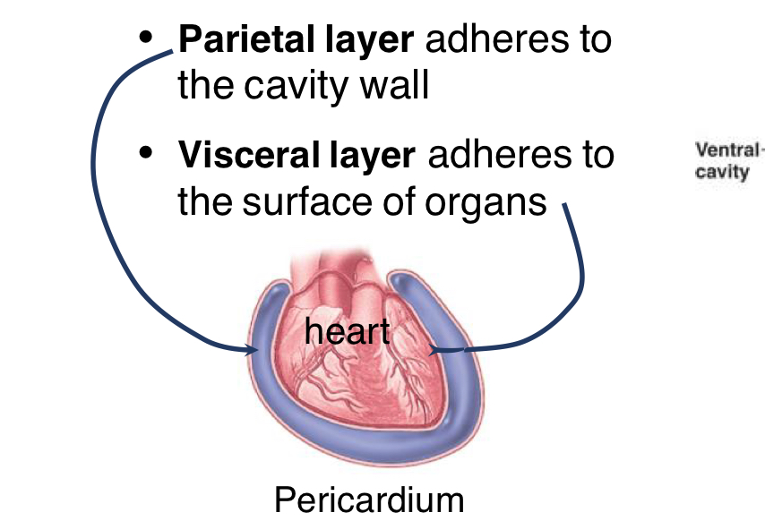 <p>outermost layer that Adheres to the cavity wall </p>