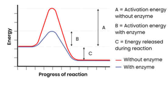 <p>How do enzymes act as biological catalysts?</p>