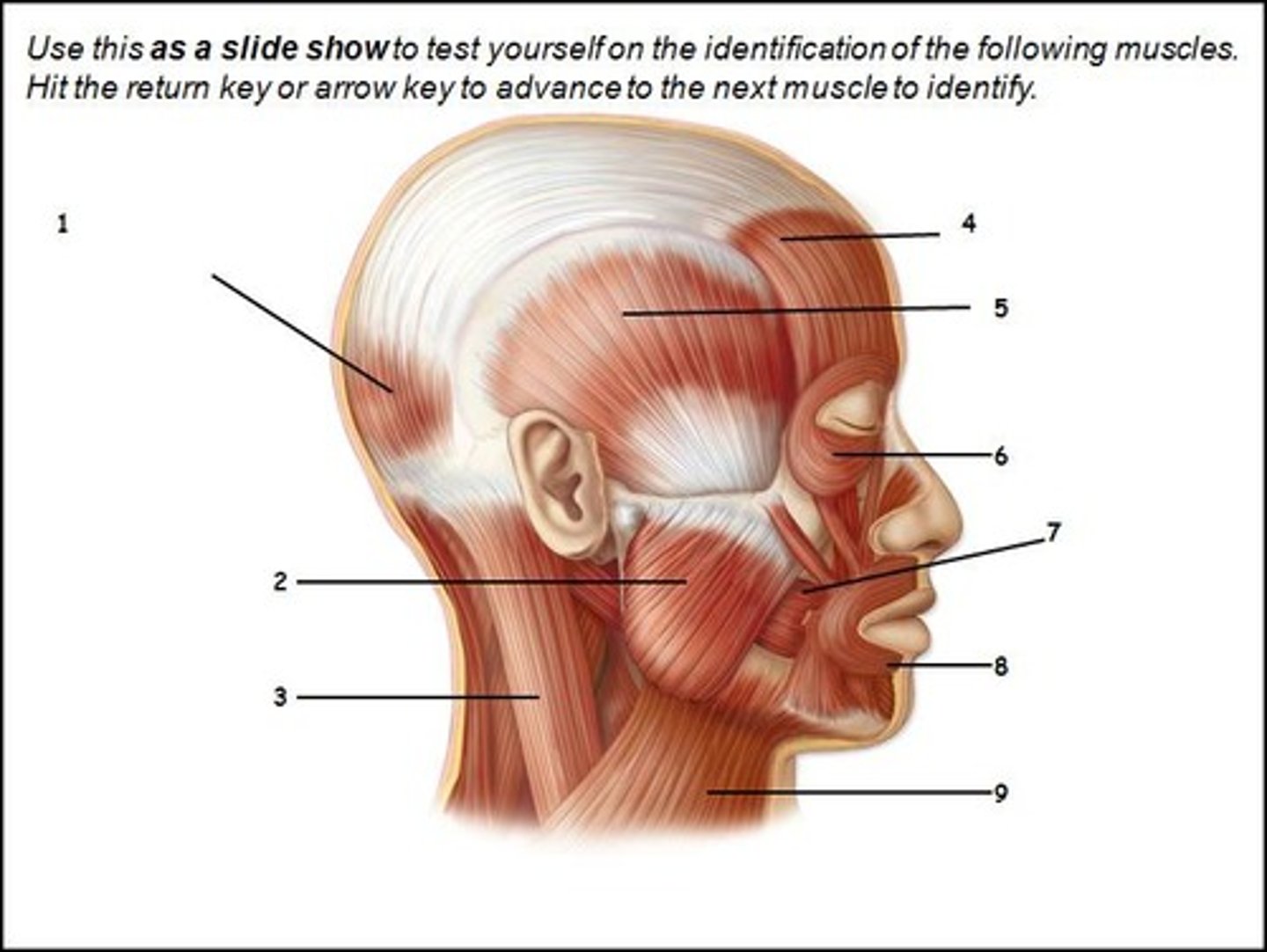 <p>What muscle is #2?</p>