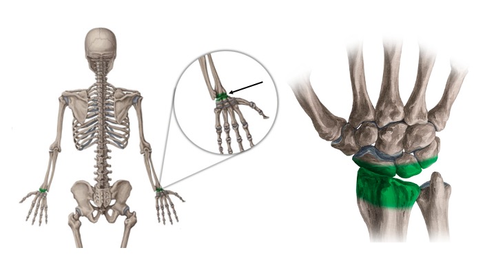<p>What structure is highlighted in green?</p>