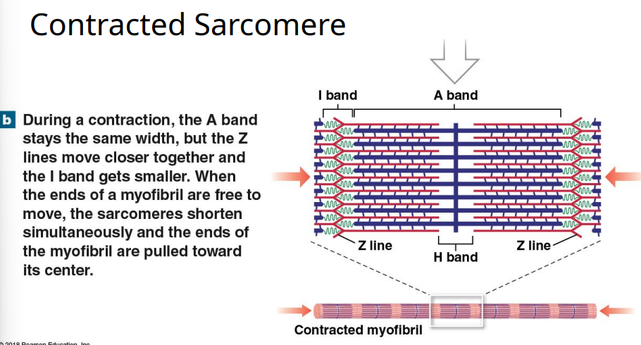 <ol><li><p><u>Thin actin filaments – attached to the Z disk:</u> Each <strong>sarcomere</strong> (the functional unit of a muscle fiber) is bordered by <strong>Z disks (or Z lines)</strong>.<br>The <strong>thin filaments</strong> made of <strong>actin</strong> are <strong>anchored to these Z disks</strong> and extend toward the middle of the sarcomere.</p></li><li><p><u>As thin filaments move toward the center of the sarcomere:&nbsp;</u>When the muscle contracts:</p><ul><li><p>The <strong>myosin heads</strong> on the <strong>thick filaments</strong> grab onto <strong>actin</strong> (thin filaments) and pull them <strong>inward</strong> toward the <strong>M line</strong> (the center of the sarcomere).</p></li><li><p>This pulling action uses ATP and repeats many times (cross-bridge cycling).</p></li></ul></li><li><p><u>Thin filaments slide over thick filaments:&nbsp;</u>The actin filaments <strong>slide past</strong> the myosin filaments — they <strong>don’t shorten</strong>, they just <strong>move</strong>.<br>Because they overlap more and more, the <strong>sarcomere itself shortens</strong>, and the muscle contracts.</p></li><li><p><u>Z lines are pulled closer together:&nbsp;</u>As actin slides inward:</p><ul><li><p>The <strong>Z lines</strong> at each end of the sarcomere are <strong>drawn closer together.</strong></p></li><li><p>That means the <strong>entire sarcomere shortens</strong>, and since sarcomeres are arranged end to end, the <strong>whole muscle fiber shortens.</strong></p></li></ul></li><li><p><u>I bands and H band narrow:</u> I band and H band both get smaller during contraction.</p></li><li><p><u>A band stays the same width: </u>Since myosin filaments <strong>don’t shorten</strong>, the <strong>A band length stays constant</strong> throughout contraction.</p></li><li><p>Sarcomere is at maximum shortening when it’s the width of the A band, no I band or H band are visible.</p></li></ol><p></p>