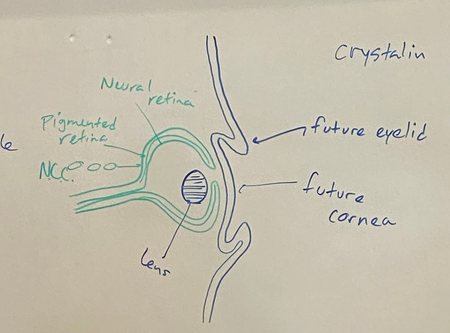 <p>eventually we will get the eyelids from the surface ectoderm later in fetal development</p><p>lens will be filled with thin fibers primarilly made of the protein cristalin, which makes it clear</p><p>cornea is derived from surface ectoderm</p><p>two layers of retina — neural retina (front layer) and pigmented retina (back layer). vertebrate eyes have blindspots because the nerves are in the front, so the light has to pass thru the nerves to hit the photosensitive cells, and all these nerves have to go thru one hole for the optic nerve. the pigmented retina</p><p><span style="color: #f67bcd">neural crest cells invade and make melanocytes in the back of the retina so they can better absorb light. </span>don’t want a lightly colored one bc the reflected light would bounce all around and eyes wouldn’t work too good</p>
