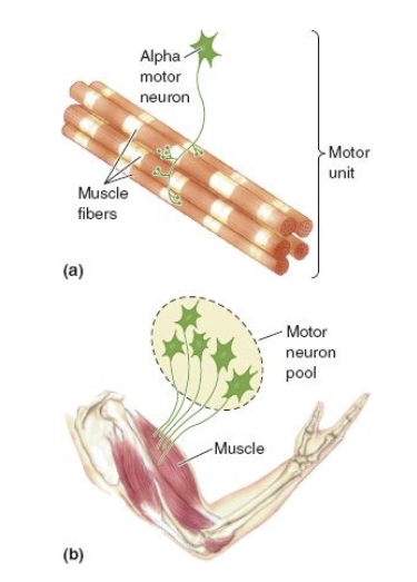 <p>group of alpha motor neurons innervating a single muscle</p><ul><li><p>axons from a motor pool project to one muscle</p></li><li><p>cell bodies whose axons project to a single muscle are clustered in motor pools</p></li></ul>