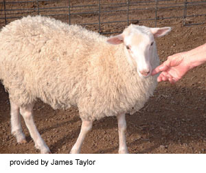 Origin: Finland, Traits: prolificacy, mothering ability, and wool production