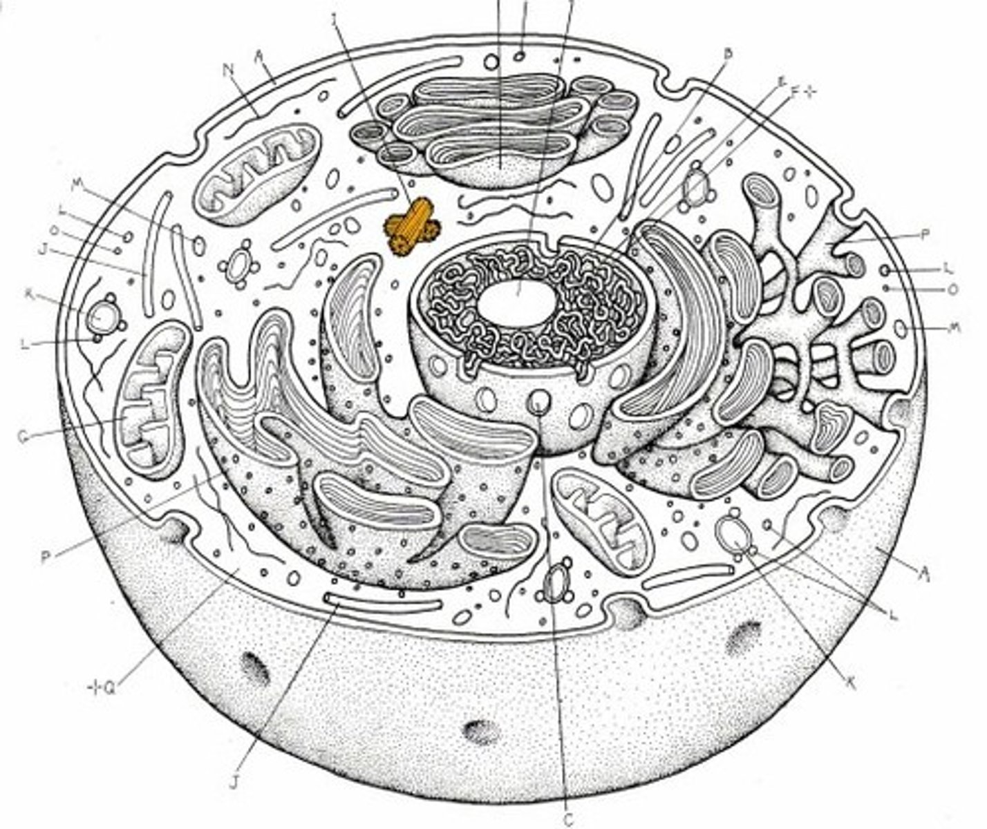 <p>a minute cylindrical organelle near the nucleus in animal cells, occurring in pairs and involved in the development of spindle fibers in cell division.</p>