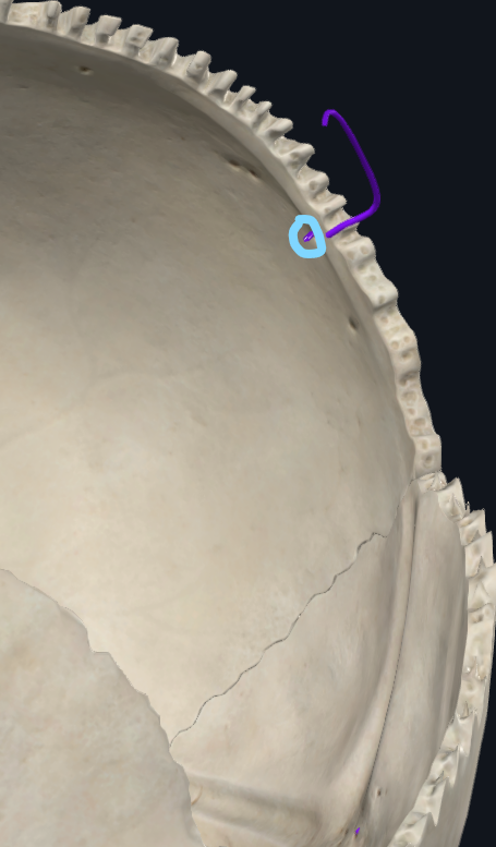 <p>What is the foramen here</p>