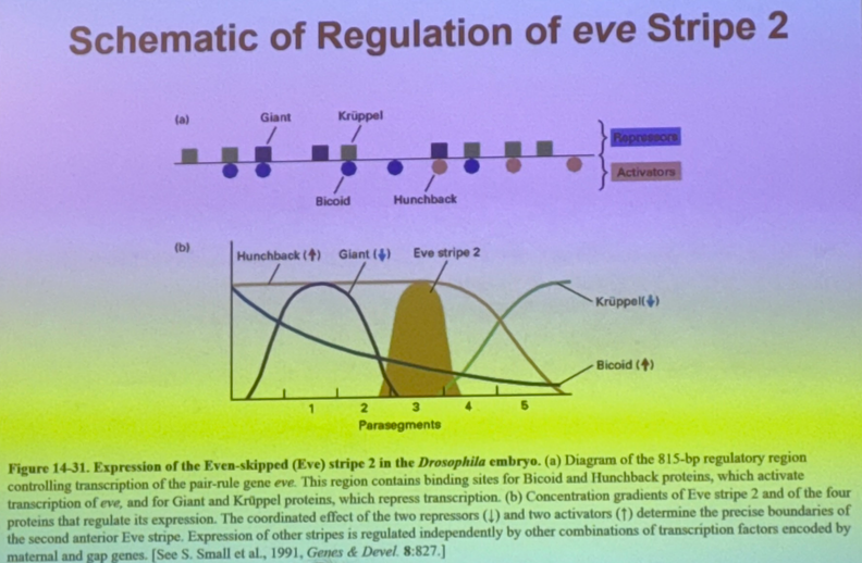 <p>more than one copy of each protein binds at the enhancer, and the repressors that bind will bind also to the DNA.</p><p>explain 3 of the methods by which the repressors can work — 1 less likely, 2 more likely</p>