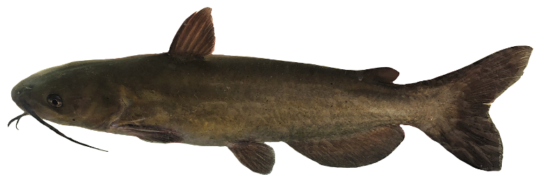 <p>deep forked caudal fin, juvenile is light with spot, curved anal fin</p>