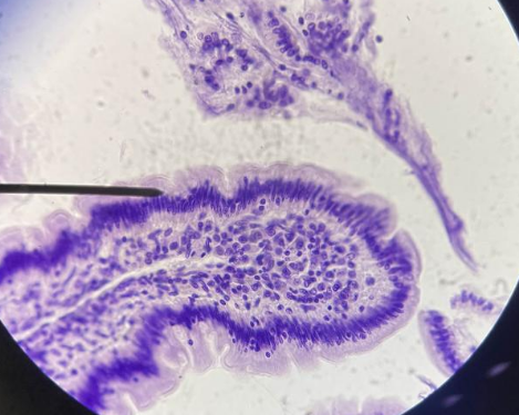 <p>Name this tissue</p>