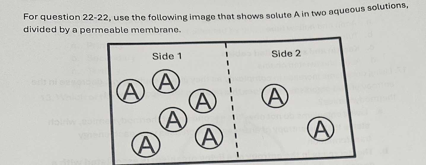<p>21. Assuming only solute A can travel through the permeable membrane, which direction would solute A molecules diffuse?</p><p>a. Side 1 to Side 2</p><p>b. Side 2 to Side 1</p><p>c. Both directions</p><p>d. No diffusion occurs</p><p></p><p>22. Assuming only water can travel through the permeable membrane, which direction would water osmose (diffuse)?</p><p>a. Side 1 to Side 2</p><p>b. Side 2 to Side 1</p><p>c. Both directions</p><p>d. No osmosis occurs</p><p></p><p>23. Which of the following activities requires energy from ATP hydrolysis?</p><p>a. Facilitated diffusion of Cl ions through a channel protein</p><p>b. Movement of O2 molecules into a cell from a high concentration of O2 outside the cell</p><p>c. Movement of water through a channel protein from an environment with low concentration of solutes into a cell with high concentration of solutes</p><p>d. Movement of Na* ions from a low concentration in a cell to a high concentration in the extracellular fluid</p>