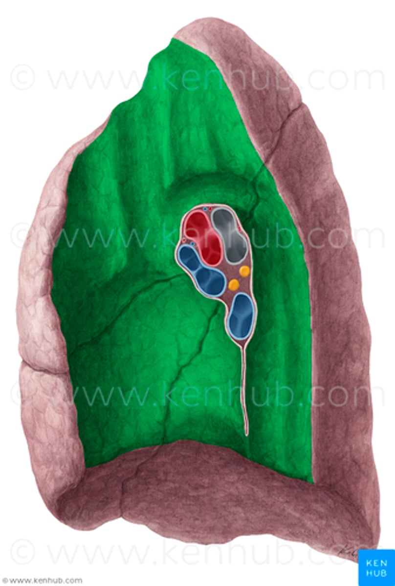 <p>the surface of the lung that faces the mediastinum, containing structures such as the heart and great vessels. </p><ul><li><p>layer</p></li></ul><p></p>