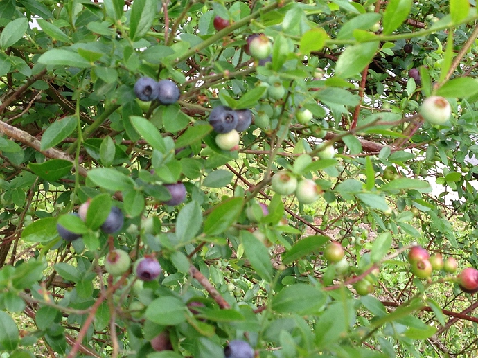 <p>Elliott’s huckleberry, Vaccinium elliottii (Ericaceae)</p>