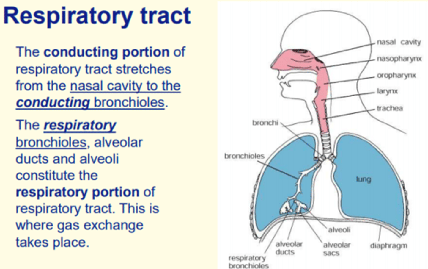 <p>Respiratory bronchioles, alveolar ducts, alveoli = site of gaseous exchange</p>