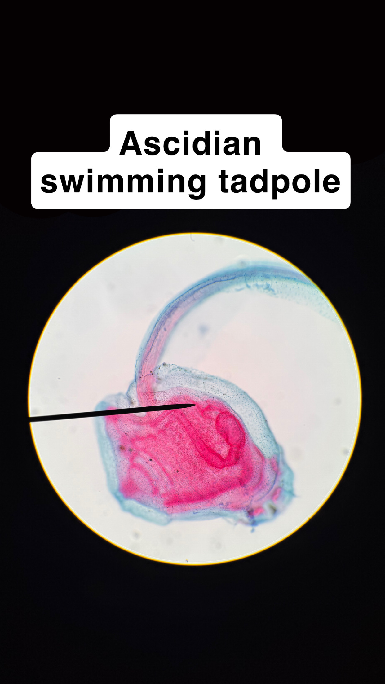 <p>Ascidian swimming tadpole</p>