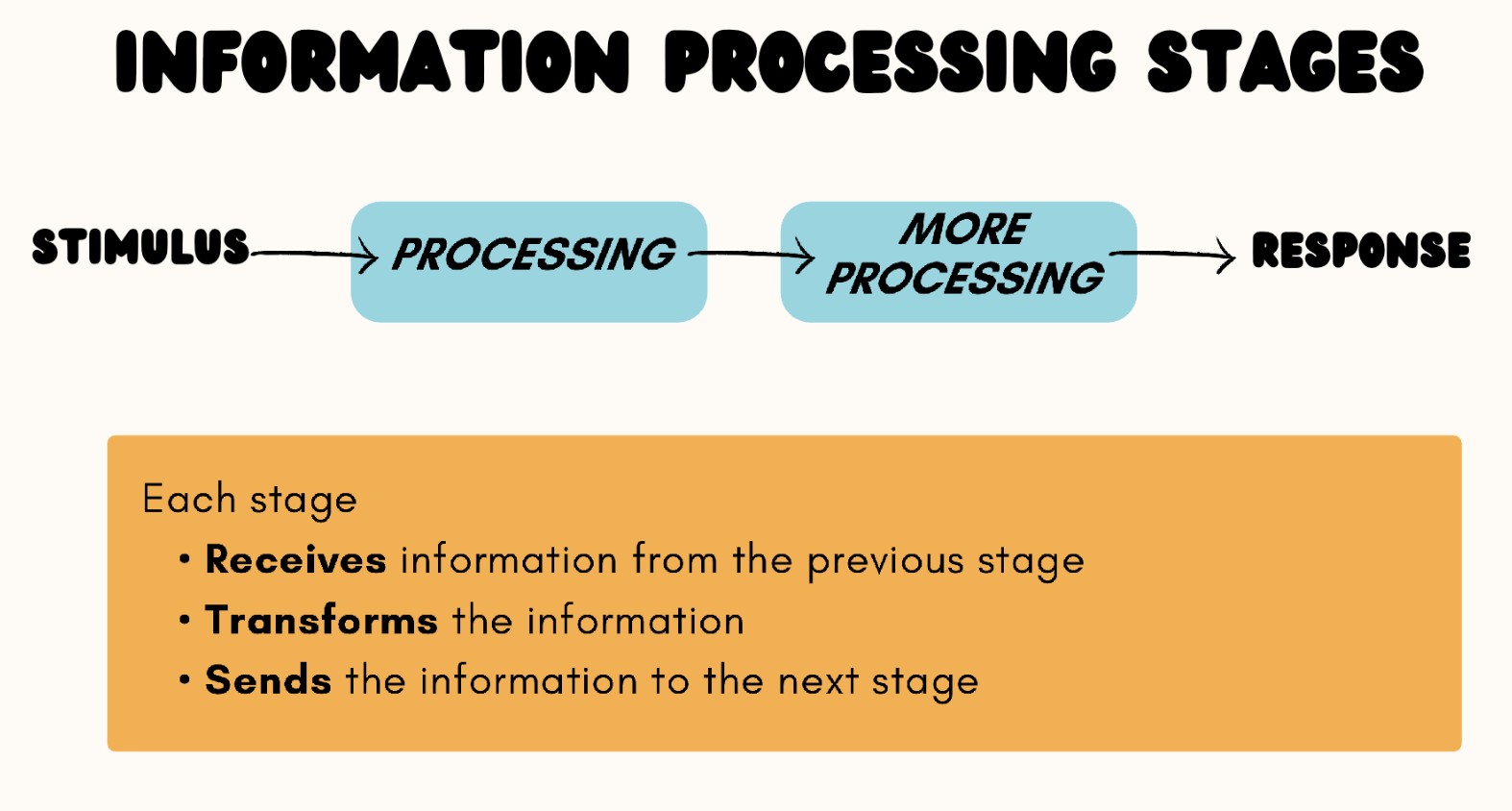 <ol><li><p>Stimulus </p></li><li><p>Processing</p></li><li><p>More Processing</p></li><li><p>Response</p></li></ol><p></p><ul><li><p>Each stage receives info from previous stage</p></li><li><p>Transforms info</p></li><li><p>Sends info to next stage</p></li><li><p>Multiple can occur at once ; one starts at a time that doesn’t necessarily have to be the end at the previous stage - it could still be going!</p></li></ul><p></p>