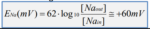 <p>• Calculates equilibrium potential for each ion based on its concentration gradient </p><p>• Difference between equilibrium potential and membrane potential is net gradient for that ion</p>