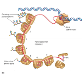 <p>What is couple transcription and translation in bacteria?</p>