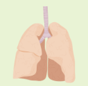 <p>lungs</p>