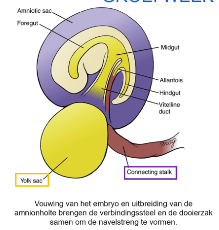 <p><strong>groei week 4 tot week 8: </strong>ontstaan van de navelstreng</p>